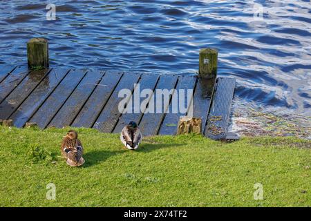 Two ducks on the grassy shore near a wooden platform at the edge of a lake, small lake in the countryside with ducks and a jetty, Nes, ameland, the Stock Photo