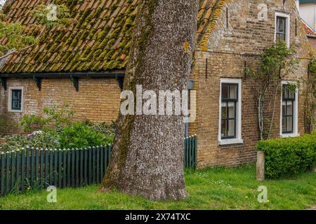 Rustic brick house with moss-covered tiled roof and a large tree in front, old houses with green gardens in a small village, nes, ameland, the Stock Photo