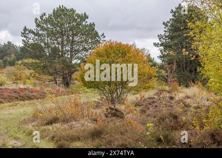 Forest landscape in autumn with colourful leaves and various trees, grasses and shrubs with trees and a hiking trail in a heath landscape, Nes Stock Photo