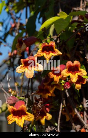 Crossvine (Bignonia capreolata) blooms at Ladybird Johnson WIldflower Center in Austin, Texas. Stock Photo