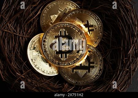 Minimal investing concept. Gold Bitcoin coins in nest on dark background. Stock Photo