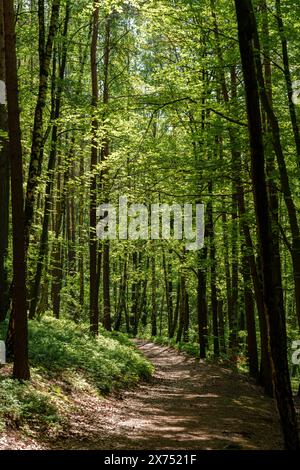 A narrow dirt path winding through a lush natural landscape of tall trees, grassy patches, and colorful deciduous foliage, creating a picturesque wood Stock Photo