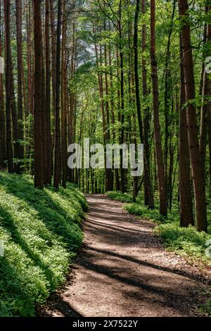 A narrow dirt path winding through a lush natural landscape of tall trees, grassy patches, and colorful deciduous foliage, creating a picturesque wood Stock Photo