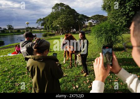 Canoas, Brazil. 17th May, 2024. People have their picture taken next to 'Caramelo', a horse that, according to media reports, stayed on a roof for days during the floods and was rescued. The horse is being treated at the veterinary clinic at Ulbra University. Credit: Carlos Macedo/dpa/Alamy Live News Stock Photo