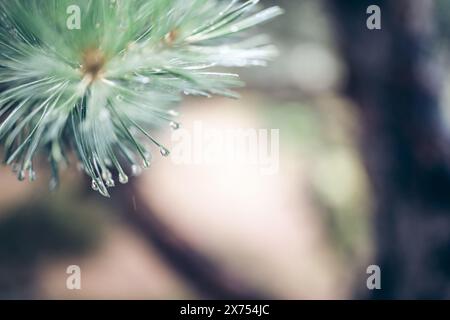 Closeup of dew drops on pine needles Stock Photo