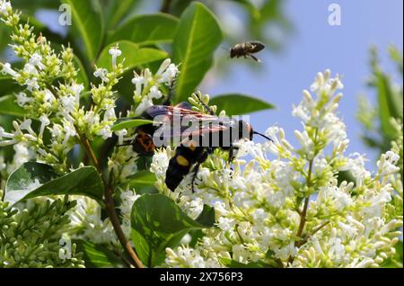 Male Mammoth Wasp, Megascolia maculata (Syn. Scolia flavifrons), Scoliidae, Hymenoptera. Mallorca, Spain. Stock Photo