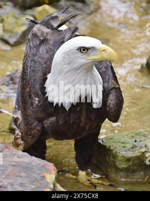 A Bald Eagle (Haliaeetus leucocephalus) standing in a creek bed. Stock Photo