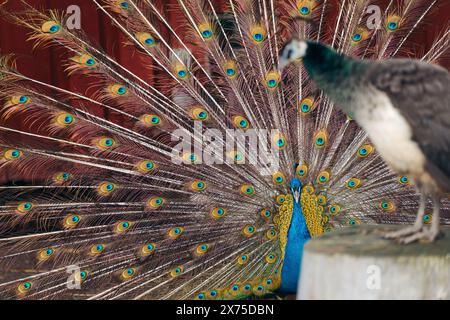 Male peacock showing his feathers, trying to attract female Stock Photo