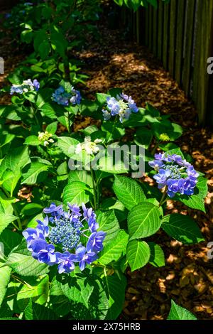 Endless Summer, Twist-n-Shout, Hydrangea growing in home garden in Alabama, USA. Stock Photo