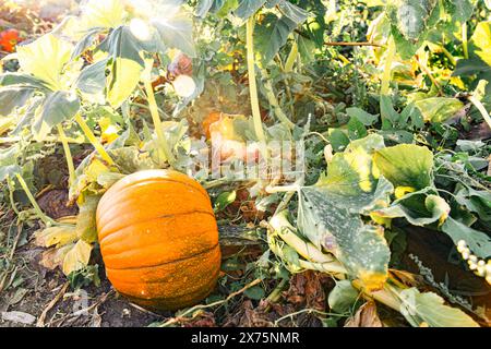 Pumpkin in field in October on the fine at sunset symbolizing fall and Halloween. On the Sonoma Farm Trail in Northern California High quality  Stock Photo