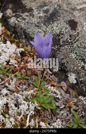 Mountain Harebell (Campanula lasiocarpa) purple wildflower in Denali National Park & Preserve, Alaska Stock Photo