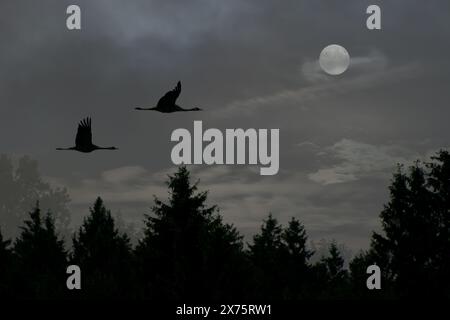 Birds flying with full moon, Pennsylvania, USA Stock Photo