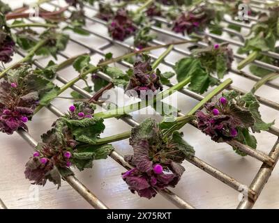 Purple dead nettles drying to be made into tea, Pennsylvania, USA Stock Photo