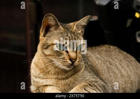 A cat with brown fur with black and white markings, looking to the side with dark green eyes. Stock Photo