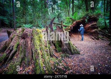 Large tree stump covered in moss on the Russell Falls walking track, Mount Field National Park, Tasmania Stock Photo