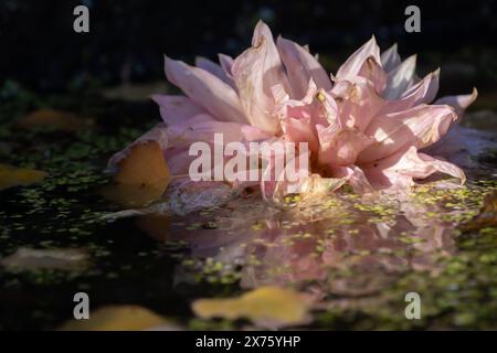 An ethereal image of a decaying pink dahlia with a clear reflection in still pond water, amongst other debris. Stock Photo