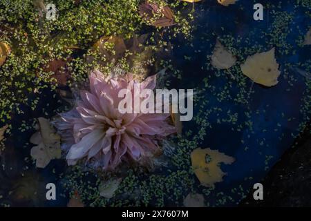 Flat lay image of large pink dahlia floating in pond. Dahlia is surrounded by leaves and other debris in this pond. Stock Photo