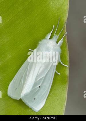 fluffy white Virginian tiger moth (Spilosoma virginica) resting on a green leaf in Delta, British Columbia, Canada Stock Photo