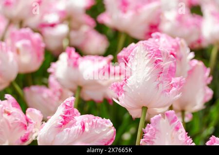 Tulip field. Pink tulips with white stripe close-up. Growing flowers in spring. Stock Photo