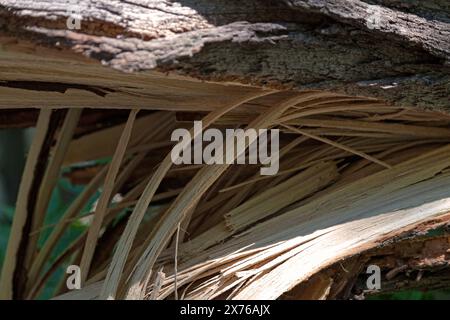 Close-up on a snapped tree trunk after a storm. Stock Photo