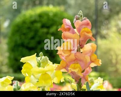 Common snapdragon bright peach pink  spike inflorescence. Antirrhinum majus flowers. Stock Photo