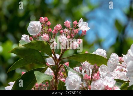 Kalmia latifolia flowers and buds closeup. Mountain laurel,calico-bush or spoonwood flowering branch in the spring. White and light pink hexagonal flo Stock Photo