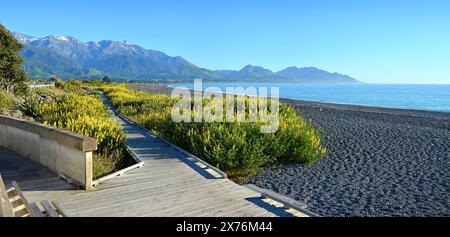 Kaikoura Seaside Walkway and Bicycle Track with Lupins panaorama in full bloom, New Zealand Stock Photo