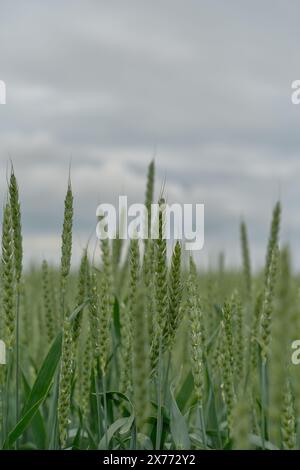 Vertical poster and selective focus on ears of green wheat in a field in cloudy weather with thunderclouds in the sky, poster about agriculture and cr Stock Photo