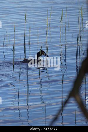 Great crested grebe between the reeds Stock Photo - Alamy