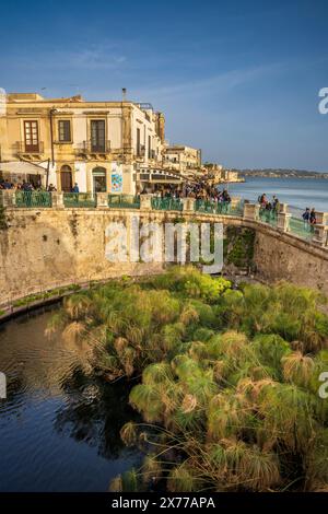 The Fountain of Arethusa, a natural spring on the island of Ortygia, Siracusa, Sicily Stock Photo