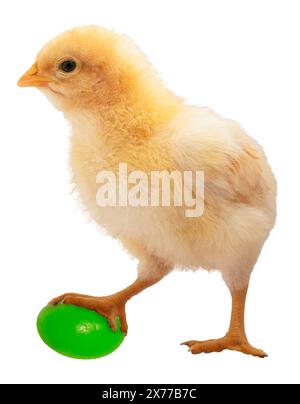 Very Young Buff Orpington Chicken Chick In A Studio Shot And Isolated 