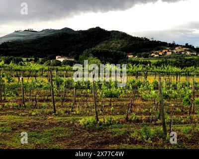 Ponte de Lima, Portugal - May 9, 2024: Serene vineyard nestled among mountains in Alto Minho, Northern Portugal Stock Photo