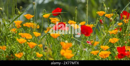 California Poppy It is a common plant in temperate areas of North and South America, typical of California Stock Photo