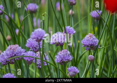 Chives Where it grows in the wild it can be found on the side of roads or railway tracks Stock Photo