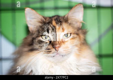 A domestic shorthaired cat, a member of the Felidae family, with its distinctive calico fur, is sitting in a green cage, gazing at the camera Stock Photo