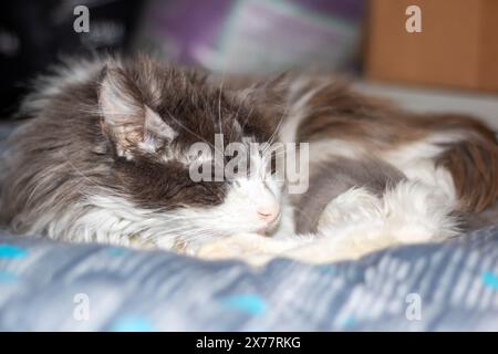 A domestic shorthaired cat, a small to mediumsized Felidae carnivore, with black and white fur and whiskers, is peacefully napping on a cozy bed, show Stock Photo