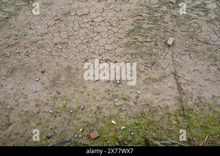 Empty and discarded mussel shells on the muddy shore at low tide in the small North Norfolk coastal village of Burnham Overy Staithe, Norfolk, England. Stock Photo