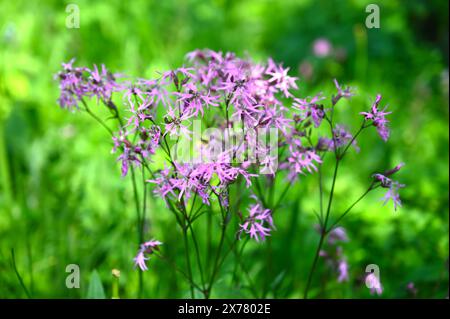 Pink, summer flowering ragged-robin, Silene flos-cuculi growing in a meadow in UK cottage garden May Stock Photo