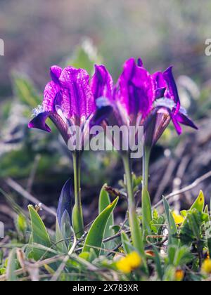 Iris pumila, flowers on The Palava mountain in South Moravia, Czech Republic, Europe. Stock Photo