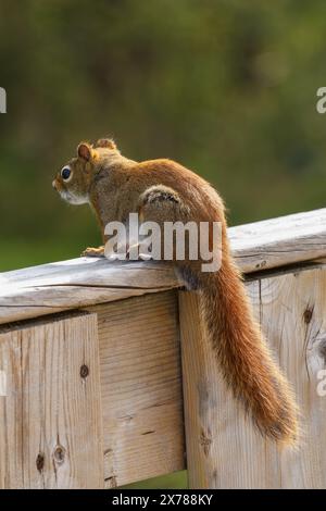 Red squirrel perched on patio deck railing Stock Photo