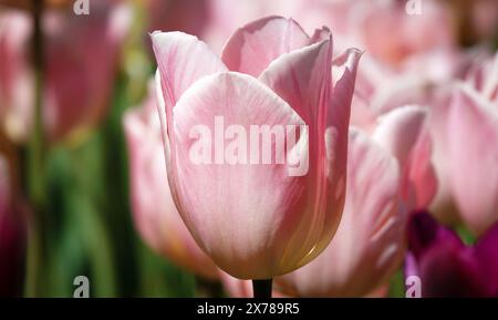 Tulip flower is very delicate and beautiful during the flowering period in spring outdoors macro photography Stock Photo