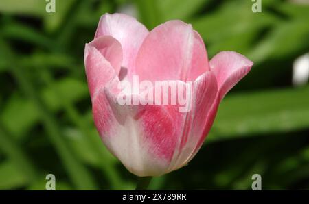 Tulip flower is very delicate and beautiful during the flowering period in spring outdoors macro photography Stock Photo