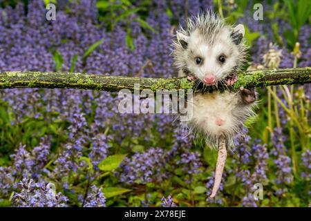 Virginia Opossum - Didelphis virginiana Stock Photo