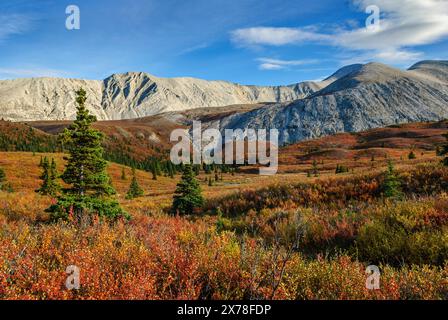 Autumn colours in the alpine vegetation in Stone Mountain Provincial Park, British COlumbia Stock Photo