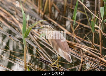 Standing Squacco Heron (Ardeola ralloides) at Köyceğiz Lake near Dalyan in Turkiye Stock Photo