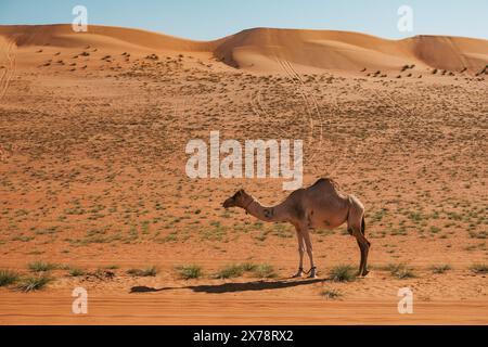 Dromedary camel in Sharqiyah Sands in Oman, with rolling desert dunes and sparse vegetation under clear skies Stock Photo