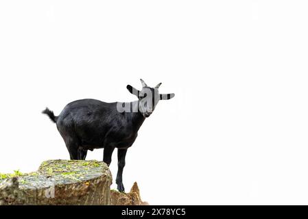 Young black goat, isolated on white background. space for text and advertising, Stock Photo