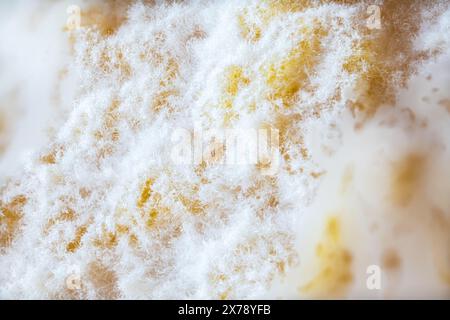 Close-up of Mold on a Lemon Stock Photo