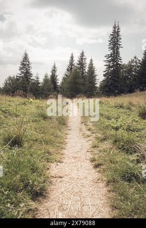 Foot path or nature trail in in the Bucegi Mountains, Romania. Scenic hiking trail Stock Photo
