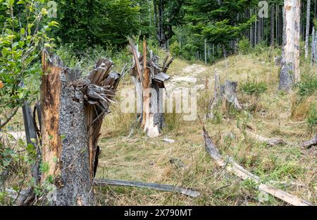 Tree trunks snapped or broken by the wind storms in the mountain forest. Stock Photo
